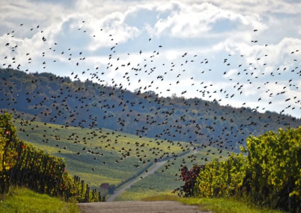 Insect nets wine and fruit cultivation